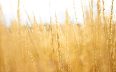 The Importance of Sustainable Materials in Modern Design